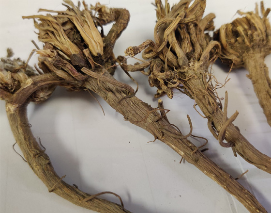 Dried Shatavari Roots In Ambicapur